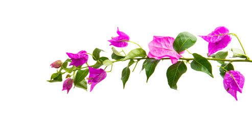 Sticker - Bougainvillea isolated