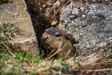 Wall Mural - Groundhog In Hole