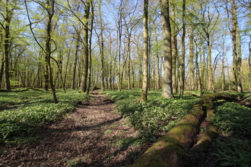 wildes Bärlauchfeld im Auenwald