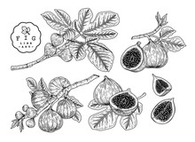 Vector Sketch Fruit Decorative Set. Fig. Hand Drawn Botanical Illustrations. Black And White With Line Art Isolated On White Backgrounds. Fruits Drawings. Retro Style Elements.