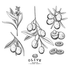 Vector Sketch Olive decorative set. Hand Drawn Botanical Illustrations. Black and white with line art isolated on white backgrounds. Plant drawings. Retro style elements.