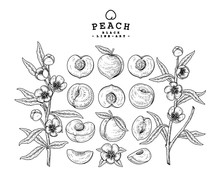 Vector Sketch Peach Decorative Set. Hand Drawn Botanical Illustrations. Black And White With Line Art Isolated On White Backgrounds. Fruits Drawings. Retro Style Elements.