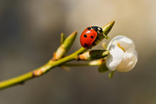 Ladybug Sitting On A Branch