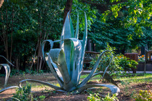 Agave Americana Or Century Plant With Long Green Leaves With Prickly Margins, Growing In A Park