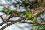 Fototapeta Londyn - Green parrot on a tree