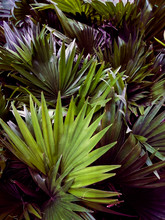 Dense Background Of Beautiful Palm Leaves Close Up