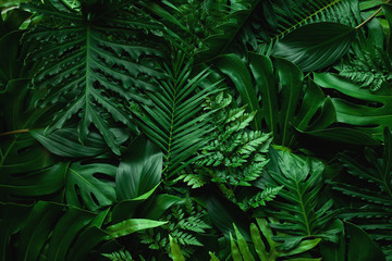 Poster - closeup nature view of green leaf and palms background. Flat lay, dark nature concept, tropical leaf
