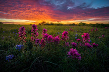 Texas Wildflowers At Sunrise