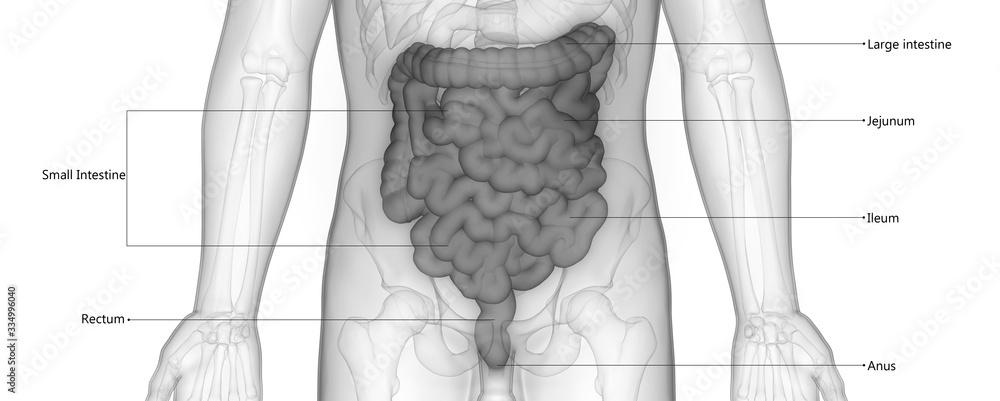 Different Intestines Human Digestive System Large and Small Intestine Described with Labels ...