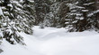 Snow-Covered Winter Forest In The Alps