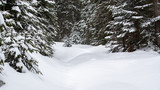 Fototapeta Miasto - Snow-Covered Winter Forest In The Alps