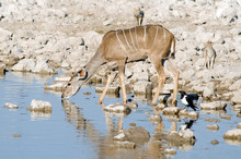 Female Kudu Drinks At A Waterhole, Etosha