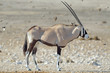 Side view of oryx (gemsbok), flying birds, Etosha