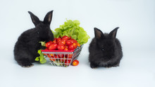 Two Cute Black Rabbits Sitting Next To Supermarket Basket Full Of Lettuce And Small Red Tomatoes, Isolated On White Background.  Eating Healthy, Easter Sale Advert Concept.