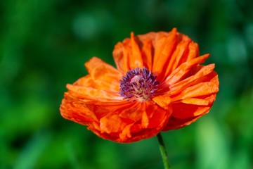 Beautiful red poppy plant in the forest or garden in nature. Slovakia