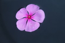 Pink Periwinkle Flower In Water