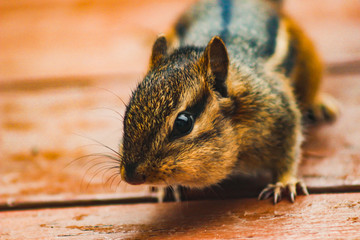 Canvas Print - Close-up Chipmunk Face 