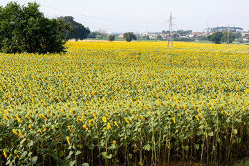 beautiful field of sunflowers in the summer