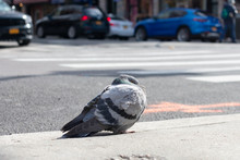 Pigeon Sitting On A Curb Along A Street In Astoria Queens New York