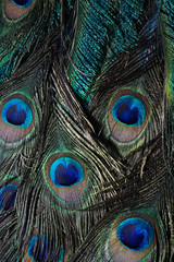 Wall Mural - vintage peacock feather background. abstract style background. vintage natural pattern. feather patt