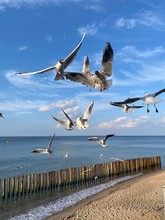  Seagulls On The Baltic Sea
