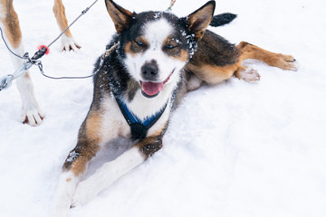 Schlittenhund, blaue Augen, Schnee