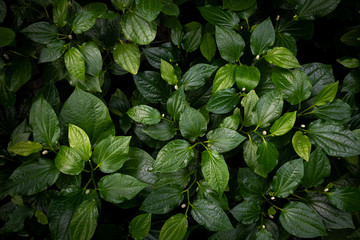 Green leaves texture top view background (betel or piper sarmentum). Full frame of tropical dark green leaf tone.