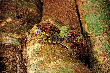 mossy New Caledonian gecko / Neukaledonischer Flechtengecko (Mniarogekko chahoua)  Île des Pins, New Caledonia / Neukaledonien 