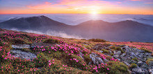 Panoramic View In Lawn With Pink Rhododendron Flowers, Beautiful Sunset With Orange Sky In Summer Time. Mountains Landscapes. Location Carpathian, Ukraine, Europe. Colorful Background.