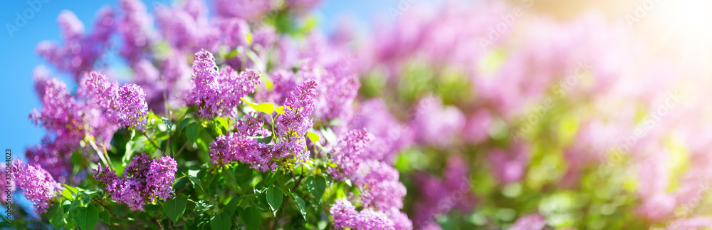 Lilac flowers blooming outdoors with spring blossom - obrazy, fototapety, plakaty 