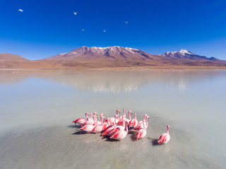 Large Group of Flamingos in Spectacular Lake are Feeding and Relaxing in Eduardo Abaroa National Park, Uyuni, Potosi / Bolivia