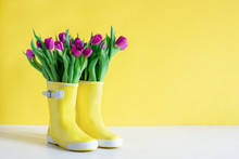 Yellow Rain Boots And Purple Tulips Over Yellow Background. Spring Background.