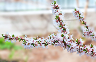 Wall Mural - Cherry blossom tree branches with flower petals in spring. Oriental cherry.