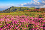 Fototapeta Kosmos - Summer scenery. Panoramic view in lawn are covered by pink rhododendron flowers, blue sky and high mountain. Location Carpathian, Ukraine, Europe. Colorful background. Concept of nature revival.
