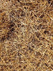 wheat field in the summer in the open countryside