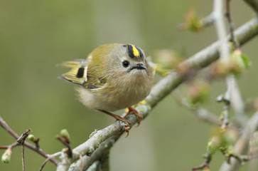 Wall Mural - a sweet goldcrest, regulus regulus, perching on a branch of a tree in spring. it is the uk smallest 