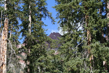 Mountain between 2 cedar tree in Colorado