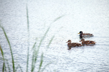 Three wild ducks swim in the water