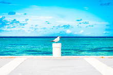 Lone Seagull Standing Watch On A Pier Post By The Clear Blue Water Of Grand Cayman