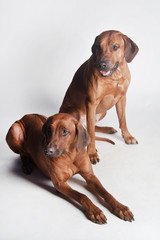 Wall Mural - Two Rhodesian Ridgebacks isolated on a white background