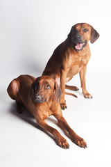 Wall Mural - Two Rhodesian Ridgebacks isolated on a white background