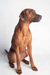 Wall Mural - Rhodesian Ridgeback isolated on a white background