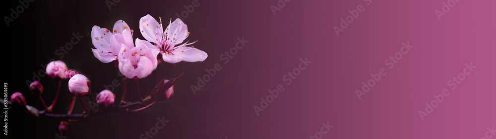 Pink beautiful blooming cherry blossoms background banner panorama, with space for text - obrazy, fototapety, plakaty 