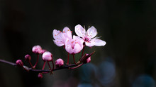 Spring Flower Background - Pink Beautiful Blooming Cherry Blossoms And Bokeh On Black Dark Background, With Space For Text