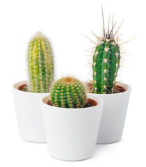 Canvas Print - different types of cactus isolated on white background, close up