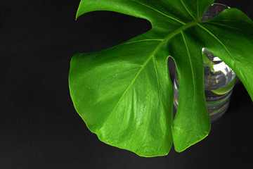 Sticker - Freshly cut monstera leaf against black background. Creative photo