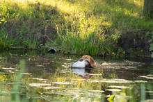 Yellow Labrador Fetching A Shot Duck On A Hunting Dog Test Swimming Across A Water
