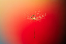 Drop Of Dew On Dandelion Close-up On Yellow-red Background.
