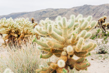 Desert Landscape With Flowering Cactus Plants