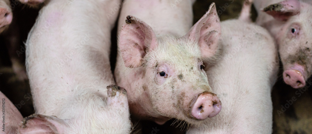 Group of pigs in a farm